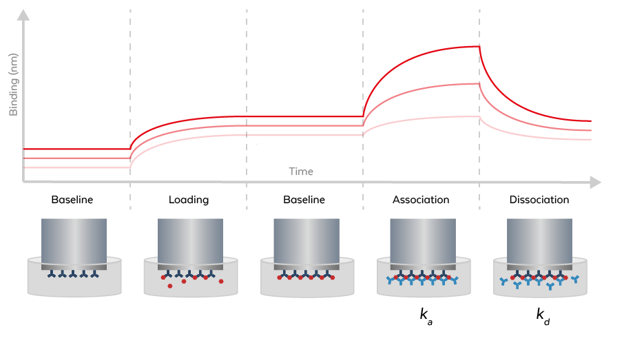 Bio-Layer Interferometry