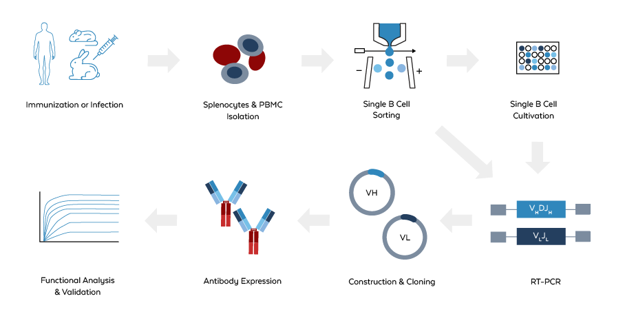 Single B Cell Cloning