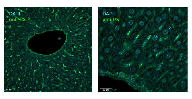 ModDetect Biodistribution In vivo