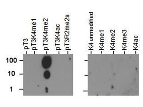 Anti-Histone H3 K4me2/pT3