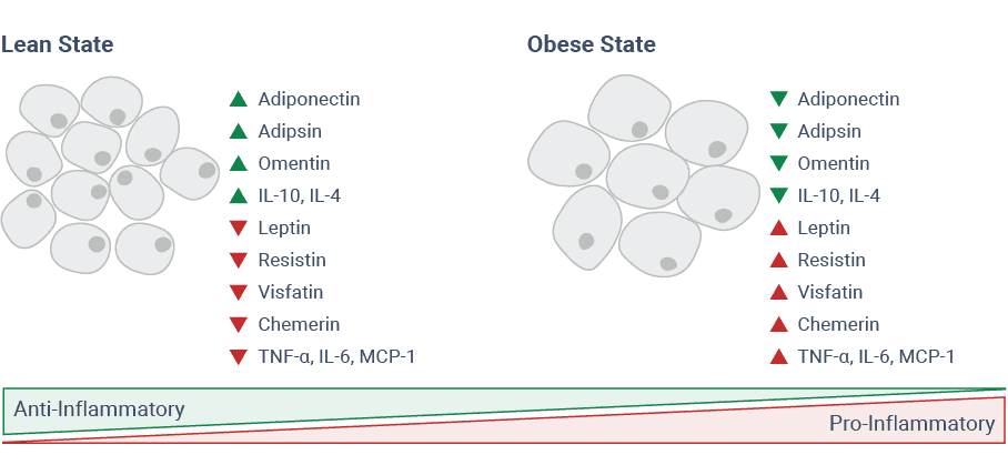 Adipokines in lean and obese states