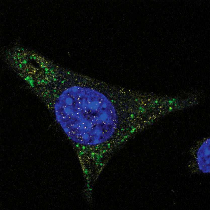 Immunofluorescence microscopy using anti-PS monoclonal antibody