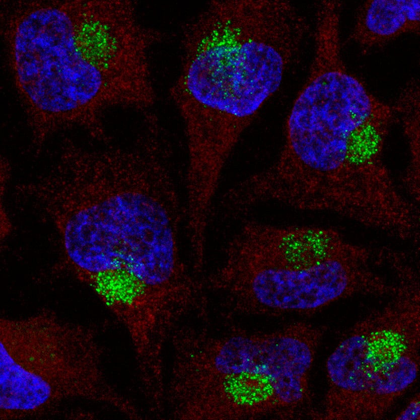 Immunofluorescence microscopy using anti-PS monoclonal antibody clone PS03