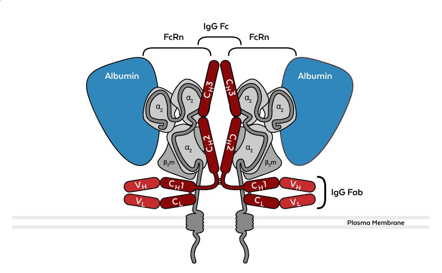 FcRn Structure