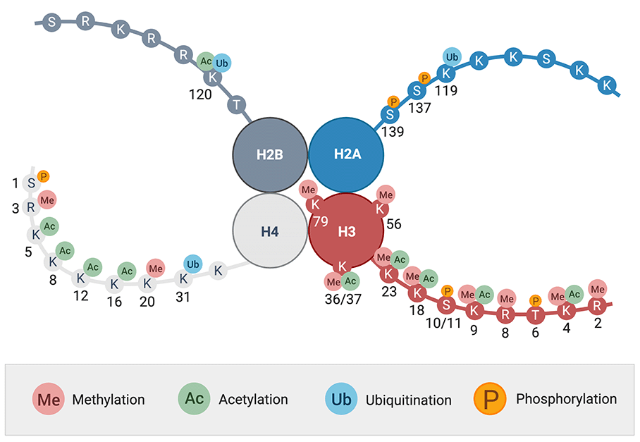 Histone Modifications Rockland