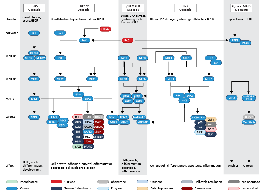 MAPK Signaling Pathway