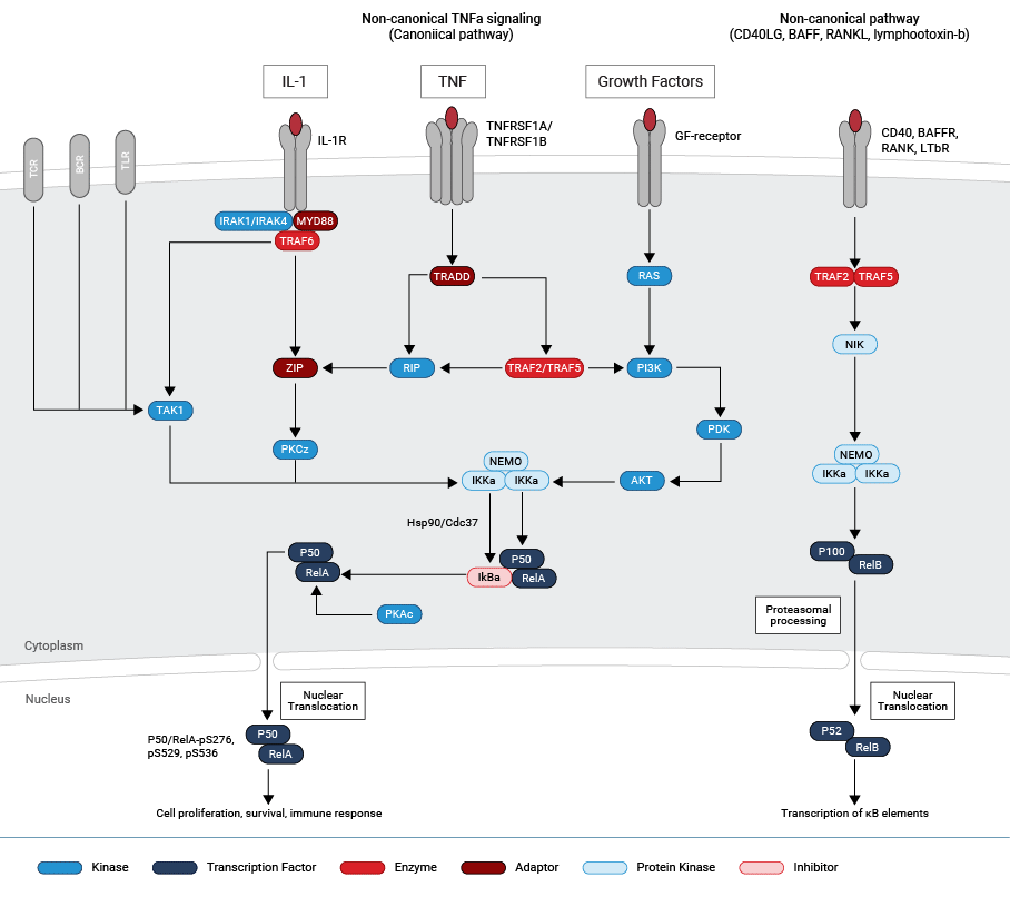 NF-kappaB Signaling Pathway