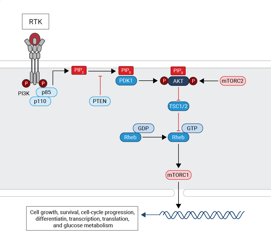 AKT/PI3K Pathway