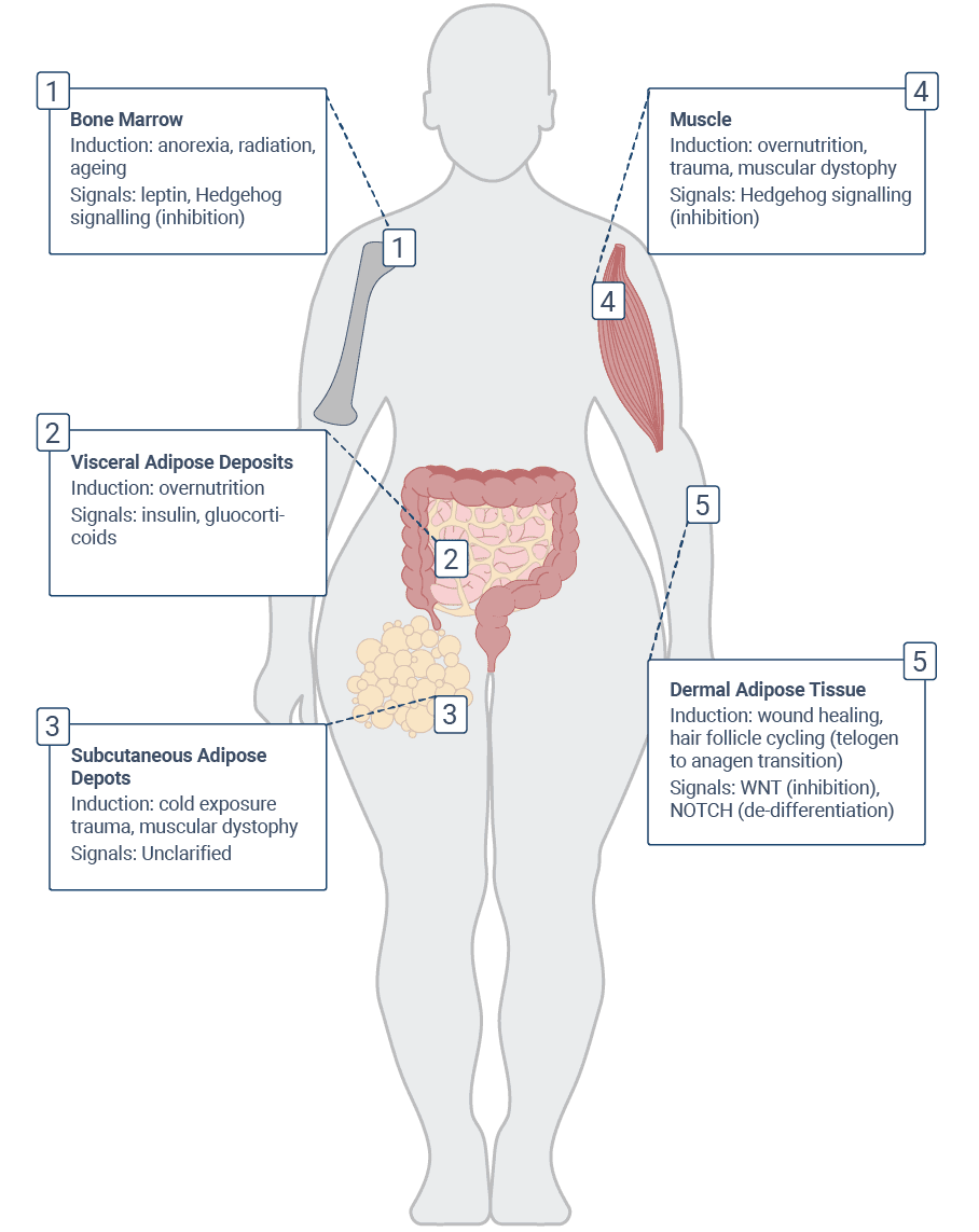 Sites of adult adipogenesis